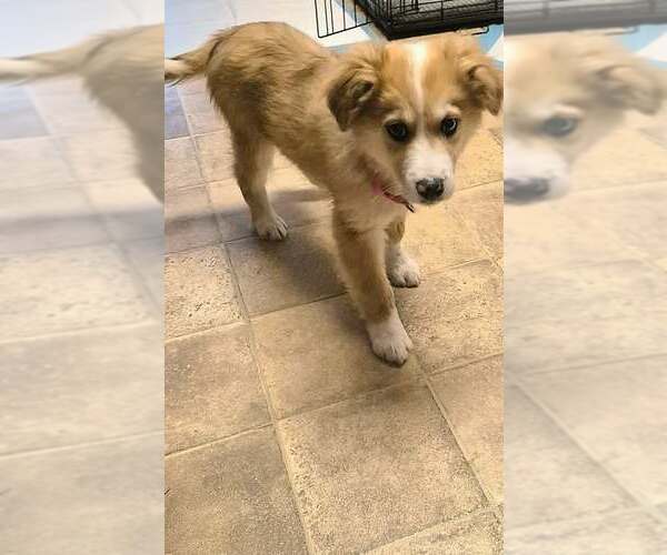 Medium Photo #4 Australian Shepherd-Collie Mix Puppy For Sale in pomfret, CT, USA