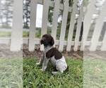 Small Photo #3 German Shorthaired Pointer Puppy For Sale in AIKEN, SC, USA