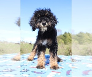 Goldendoodle Puppy for sale in UNION CITY, TN, USA