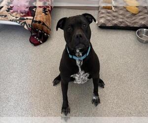 American Bulldog Dogs for adoption in Fort Collins, CO, USA