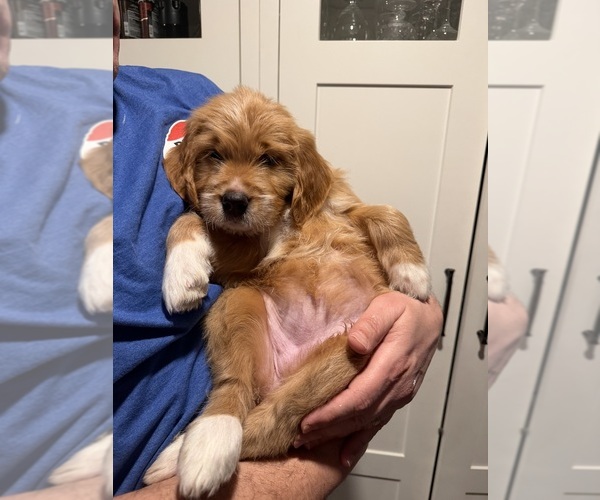 Medium Photo #1 Double Doodle Puppy For Sale in BUFFALO, NY, USA