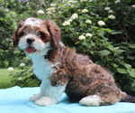 Small #3 Cava-Tzu