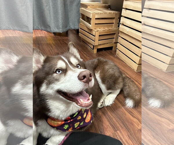 Medium Photo #4 Siberian Husky Puppy For Sale in Carrollton, TX, USA