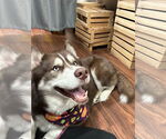 Small #3 Siberian Husky