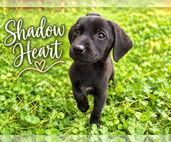 Medium Photo #1 Mutt Puppy For Sale in MIDWAY, UT, USA