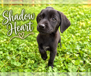 Mutt Dogs for adoption in MIDWAY, UT, USA