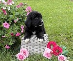 Small #4 Bernese Mountain Dog