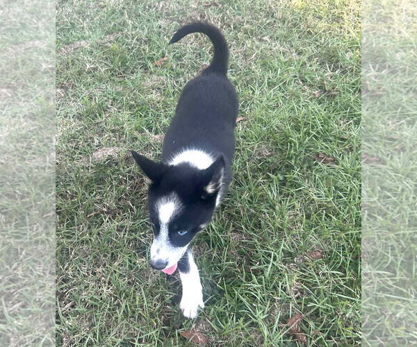 Medium Photo #13 Siberian Husky-Unknown Mix Puppy For Sale in Wakefield, RI, USA