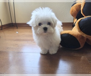 Maltese Puppy for sale in SANTA CLARITA, CA, USA