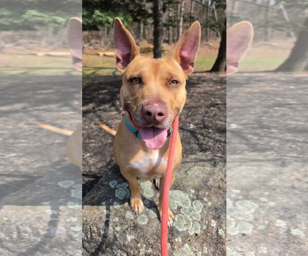 Medium Photo #3 Carolina Dog-Pharaoh Hound Mix Puppy For Sale in Rockaway, NJ, USA