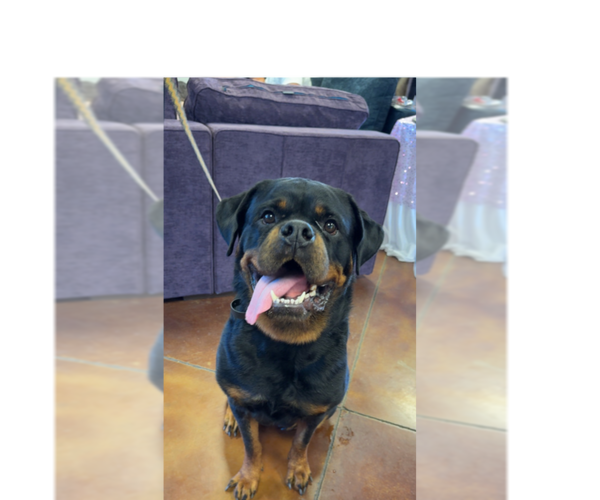 Medium Photo #8 Rottweiler Puppy For Sale in Gilbert, AZ, USA