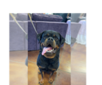 Small #7 Rottweiler