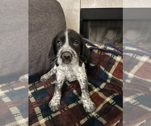 English Springer Spaniel-German Wirehaired Pointer Mix Puppy for sale in HENDERSON, NV, USA