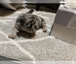 Small #19 French Bulldog