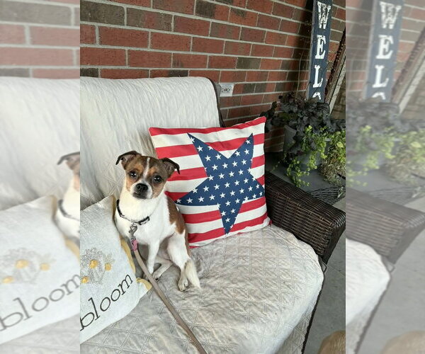 Medium Photo #1 Boston Huahua Puppy For Sale in Aurora, IN, USA