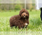 Small Photo #8 Goldendoodle-Poodle (Miniature) Mix Puppy For Sale in WARSAW, IN, USA