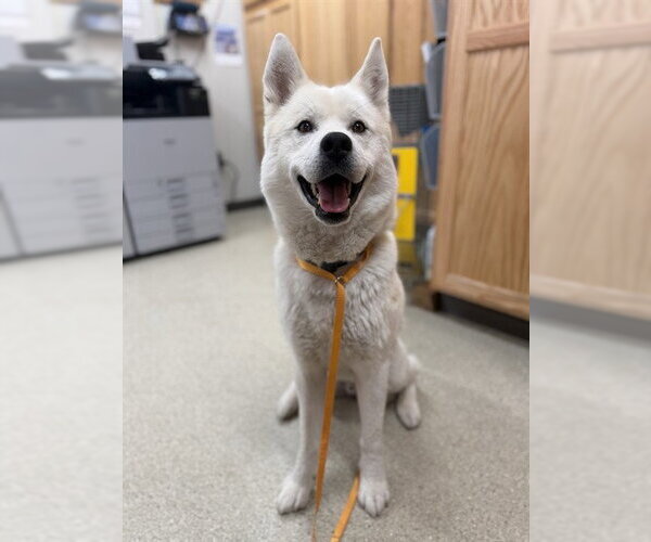 Medium Photo #2 Akita-Siberian Husky Mix Puppy For Sale in Fairbanks, AK, USA
