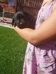 Small Photo #3 Labrador Retriever Puppy For Sale in RENO, NV, USA