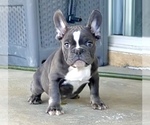 Small Photo #2 French Bulldog Puppy For Sale in HOUSTON, TX, USA