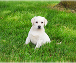 Small #2 Labrador Retriever