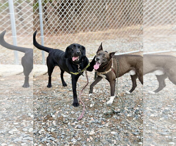 Medium Photo #8 Siberian Husky-Unknown Mix Puppy For Sale in West Cornwall, CT, USA
