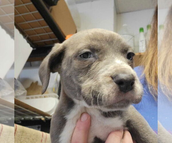 Medium Photo #13 Mutt Puppy For Sale in Holly Springs, NC, USA