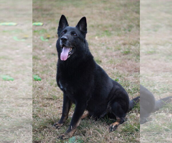 Medium Photo #4 German Shepherd Dog Puppy For Sale in Cookeville, TN, USA