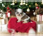 Small Photo #11 Shih Tzu Puppy For Sale in MIAMI, FL, USA
