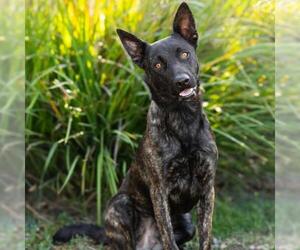Holland Shepherd Dogs for adoption in Camarillo, CA, USA
