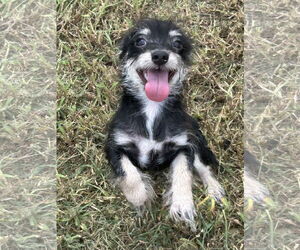 Chiranian Dogs for adoption in Pacolet, SC, USA