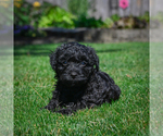 Small #3 YorkiePoo