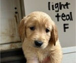 Puppy Light Teal Golden Retriever