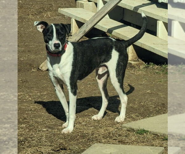 Medium Photo #8 Mutt Puppy For Sale in Munford, TN, USA