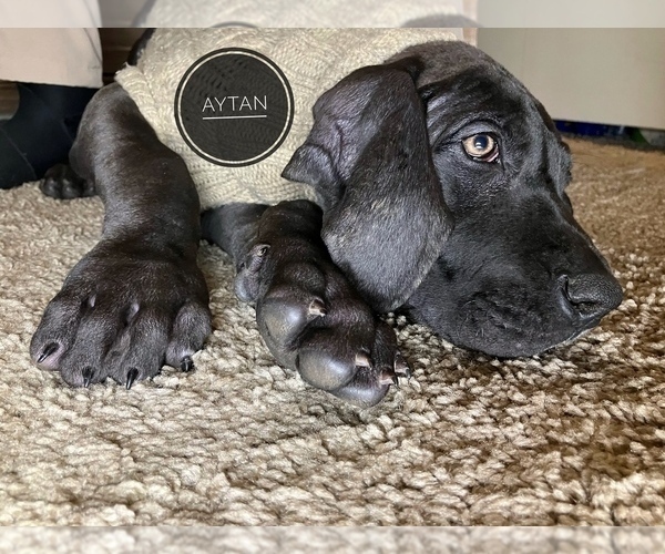 Medium Photo #4 Great Dane Puppy For Sale in COLUMBUS, OH, USA