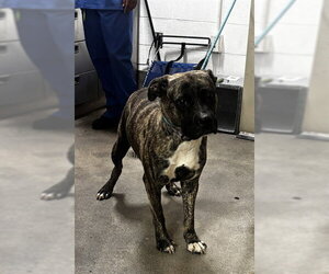 Presa Canario-Unknown Mix Dogs for adoption in Forestville, MD, USA