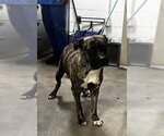 Small Presa Canario Mix