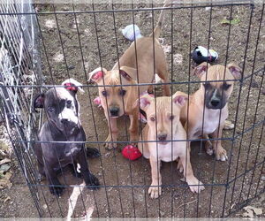 Axle - Male American Staffordshire Terrier-Labrador Retriever Mix Dog for Adoption - Photo #3