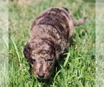 Small Photo #60 Goldendoodle Puppy For Sale in HOWARD CITY, MI, USA