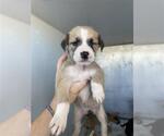 Small American Pit Bull Terrier