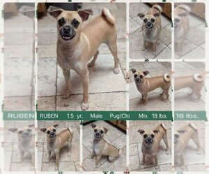 Chug Dogs for adoption in Mesa, AZ, USA