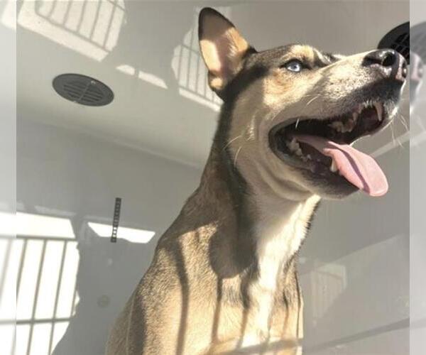 Medium Photo #1 Gerberian Shepsky Puppy For Sale in Houston, TX, USA