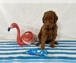 Puppy Chunk Poodle (Standard)