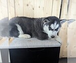 Small #1 Siberian Husky