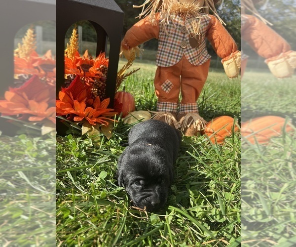 Medium Photo #4 Labrador Retriever Puppy For Sale in NEOLA, WV, USA