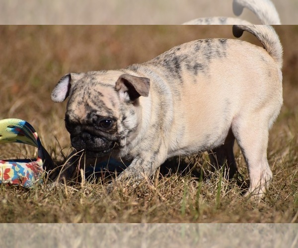 Medium Photo #5 Pug Puppy For Sale in PALM COAST, FL, USA
