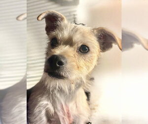 Cosmo - Male Maltese-Unknown Mix Dog for Adoption - Photo #3
