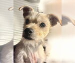 Small Photo #3 Maltese-Unknown Mix Puppy For Sale in Omaha, NE, USA