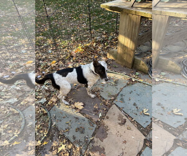 Medium Photo #2 Mutt Puppy For Sale in Garden City, NY, USA