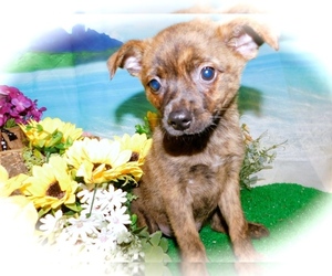 Pineranian Puppy for sale in HAMMOND, IN, USA