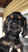 Small Photo #1 Cocker Spaniel Puppy For Sale in MILFORD, NH, USA